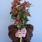 Hey Orchid Lover Floral Bouquet